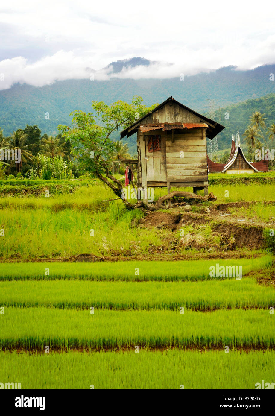 In Storeshed paddy-campi circostanti il Lago Maninjau. Foto Stock