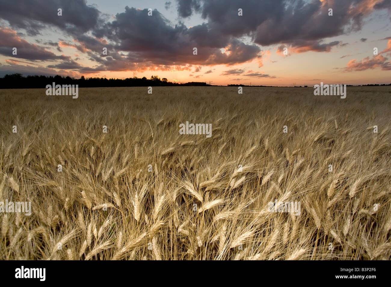 Golden campo di grano al tramonto con cloudscape Foto Stock