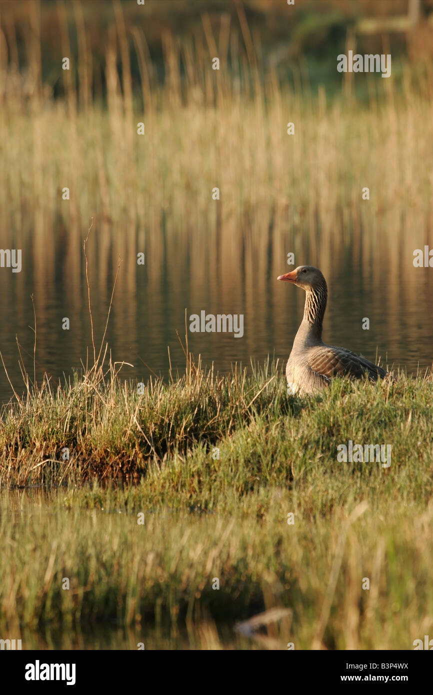 Graylag Goose Anser anser fratelli acqua Lake District Cumbria Foto Stock