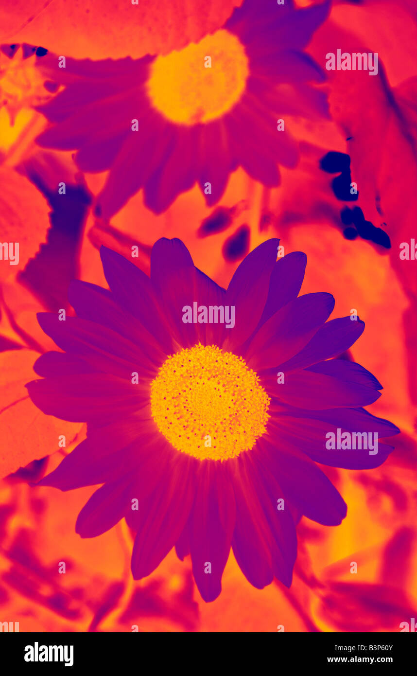 Bellissimo il girasole nell'infrarosso thermo colori. Foto Stock