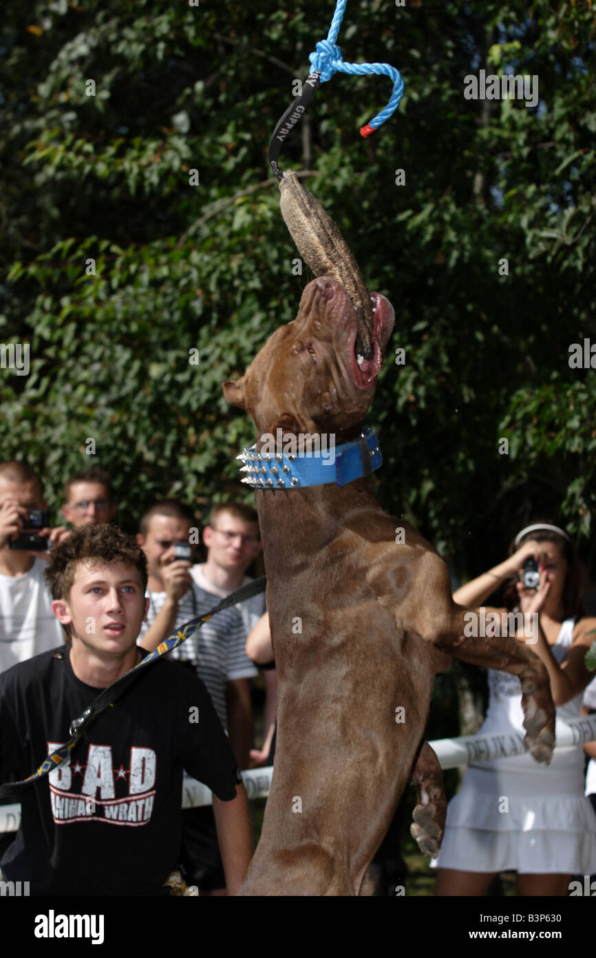 Pit Bullsduring saltando le gare, Pit Bull mostrano in Zbroslawice, Polonia . Foto Stock