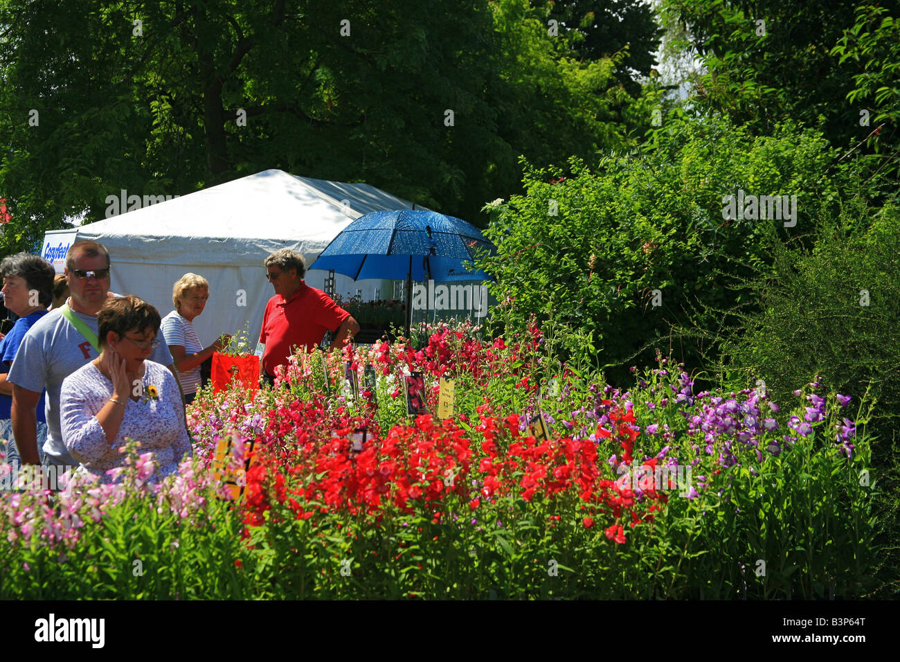 Pressione di stallo di piante a Taunton Flower Show, Somerset, Inghilterra, Regno Unito Foto Stock