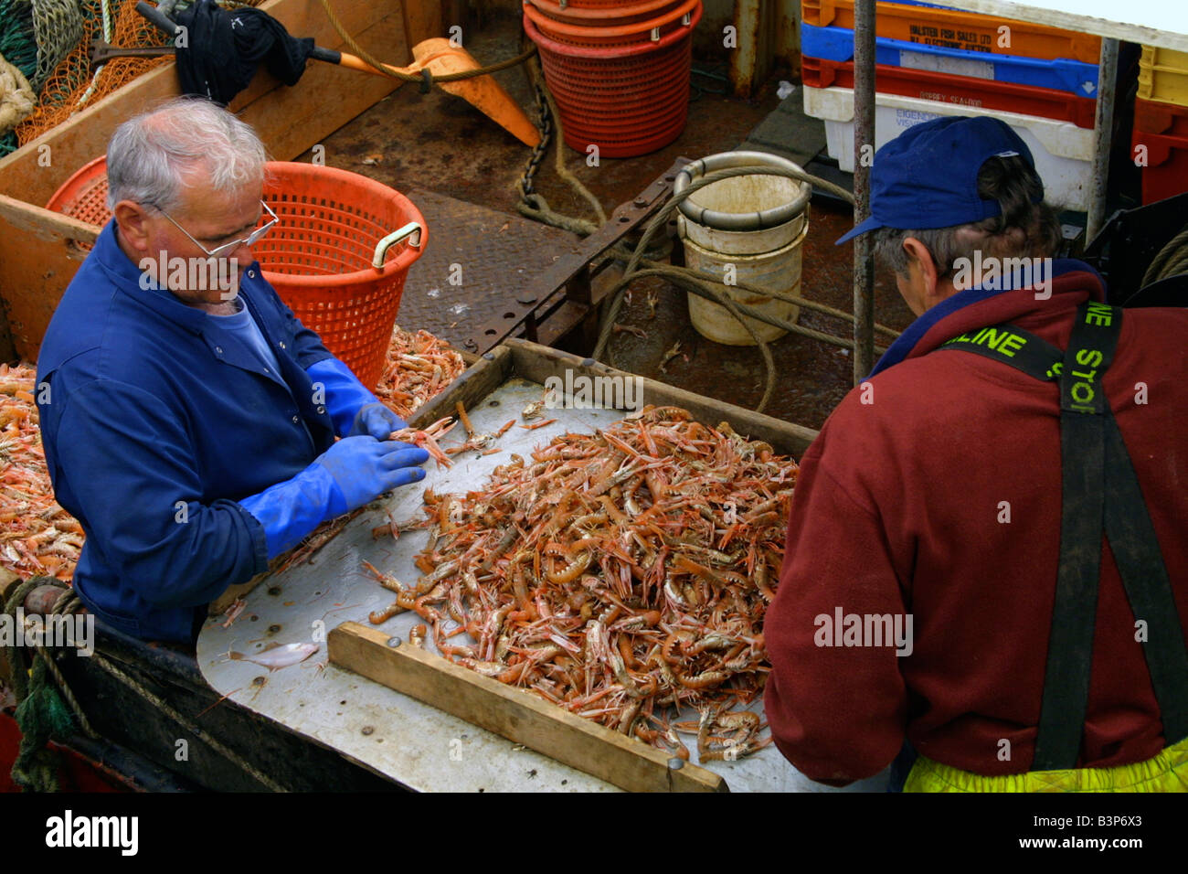 I pescatori lo smistamento delle catture di gamberetti pronti per il mercato . Foto Stock