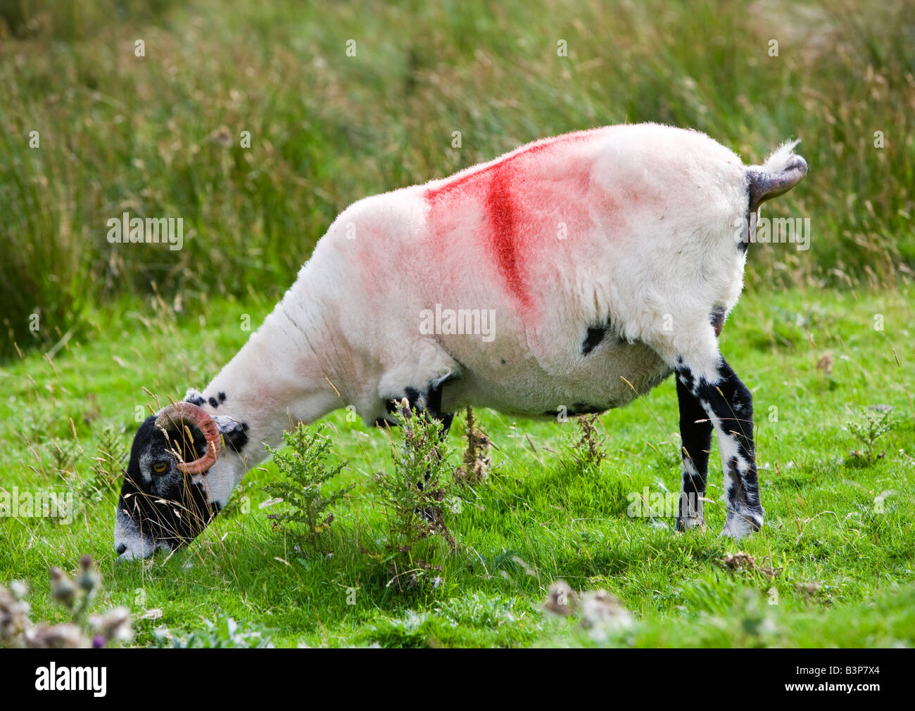 Recentemente Swaledale tosatura pecore al pascolo Cumbria Inghilterra England Regno Unito Foto Stock