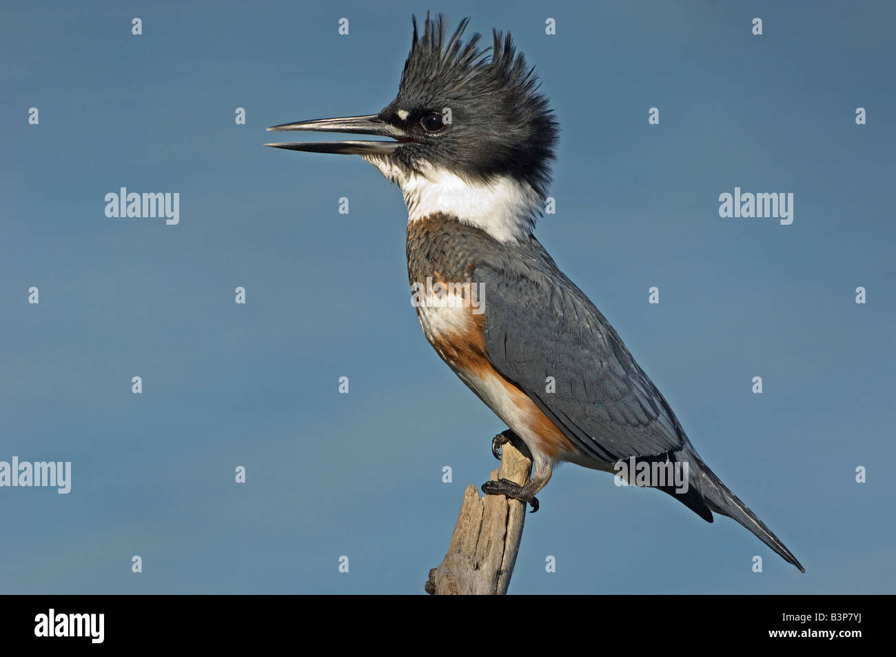 Femmina belted kingfisher sul pesce persico Foto Stock