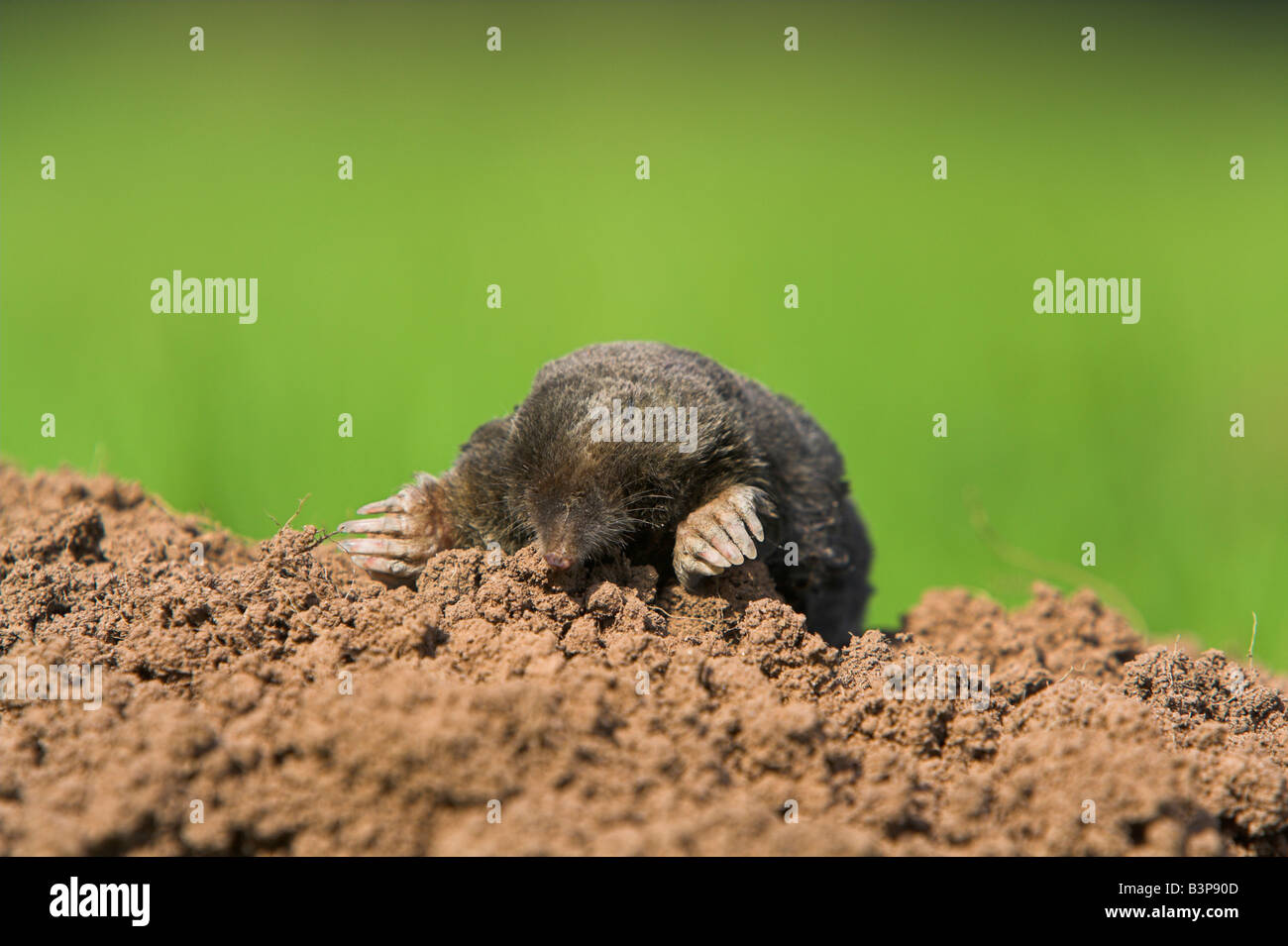 Unione Mole Talpa europaea sulla sommità del molehill a Blaise Castello, Bristol in agosto (condizioni controllate). Foto Stock