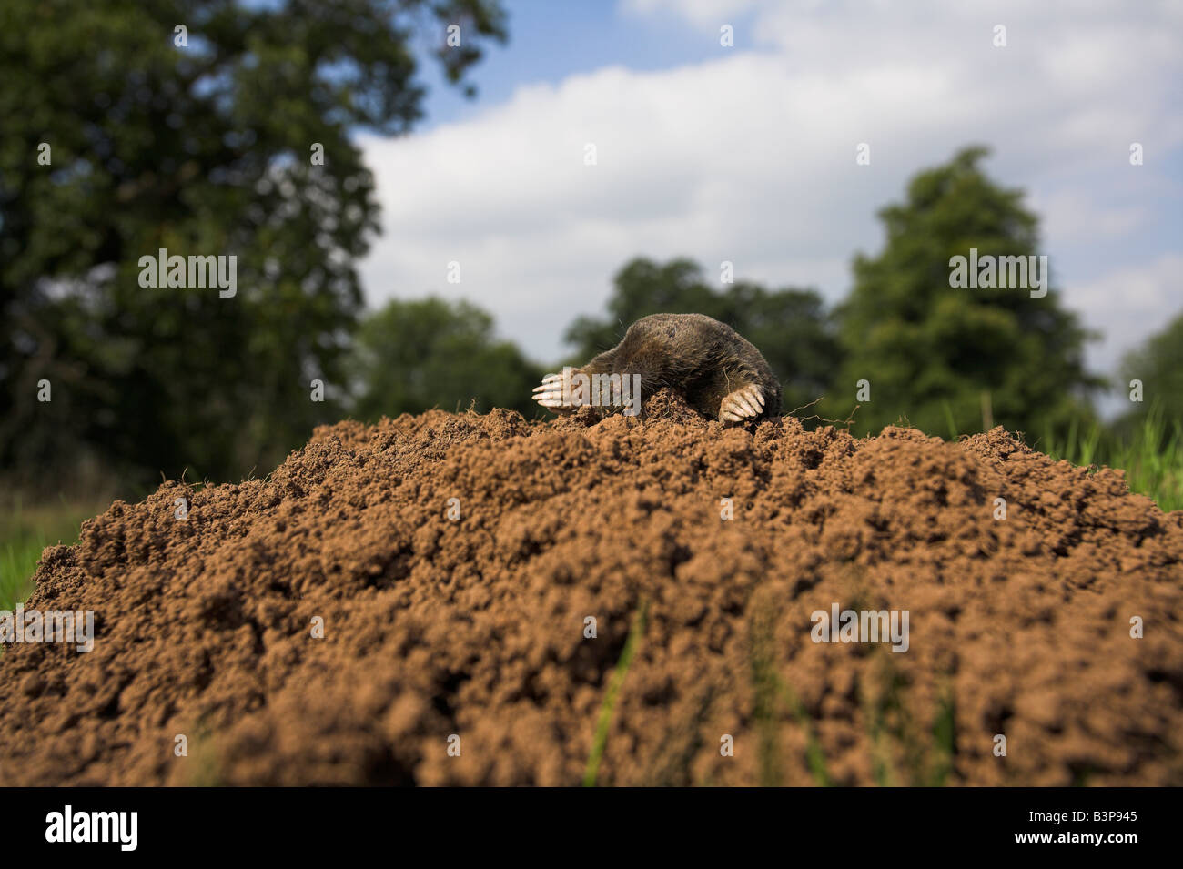 Unione Mole Talpa europaea sulla sommità del molehill nel paesaggio di Blaise Castello, Bristol in agosto (condizioni controllate). Foto Stock