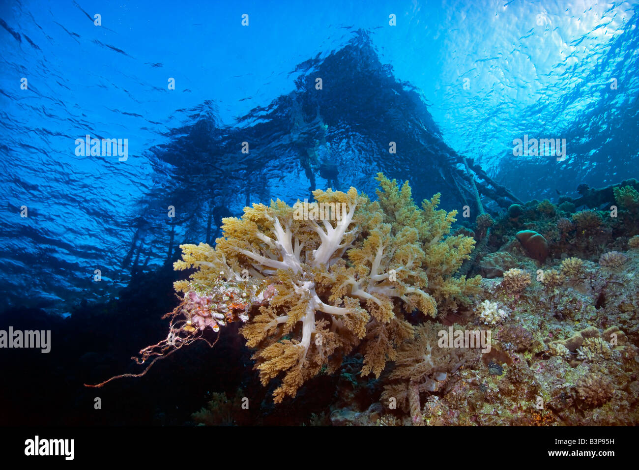Una vista superficiale di soft broccoli e cavolfiore Coral sotto il vecchio molo al Grande Fratello isola del Mar Rosso, Egitto. Foto Stock