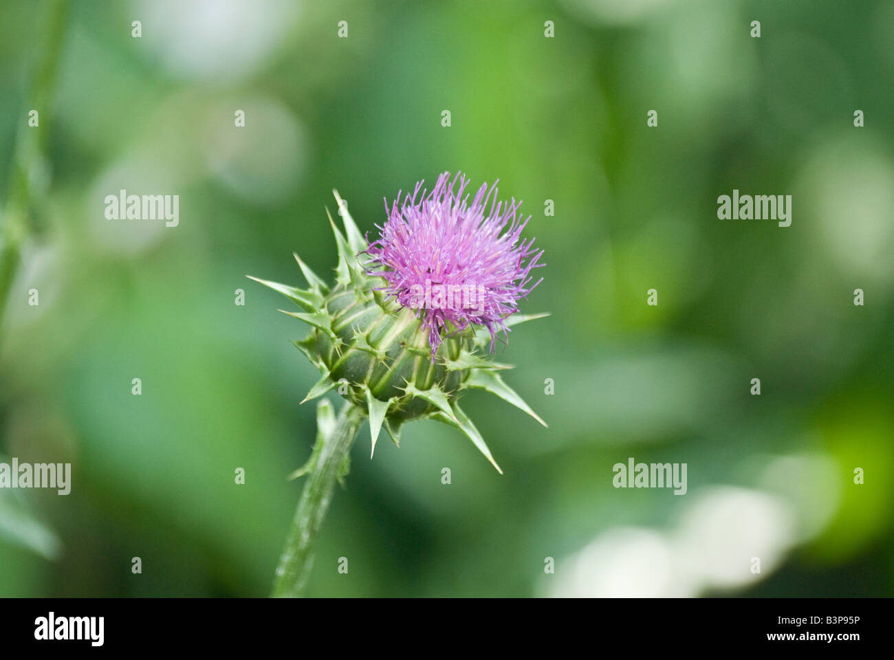 Cardo Mariano Foto Stock