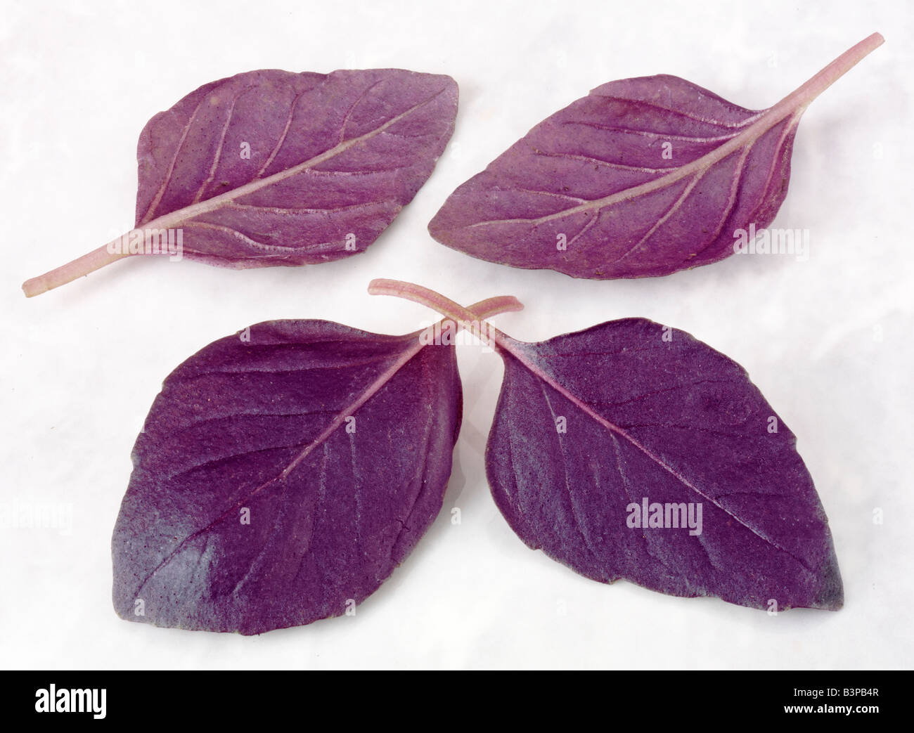 Viola le foglie di basilico Foto Stock