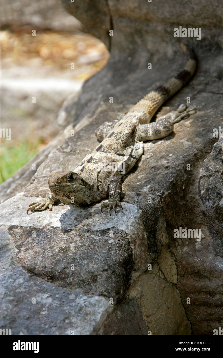 Il nero codato spinoso Iguana o nero, Iguana Ctenosaura similis, Chichen Itza area archeologica, la penisola dello Yucatan, Messico Foto Stock