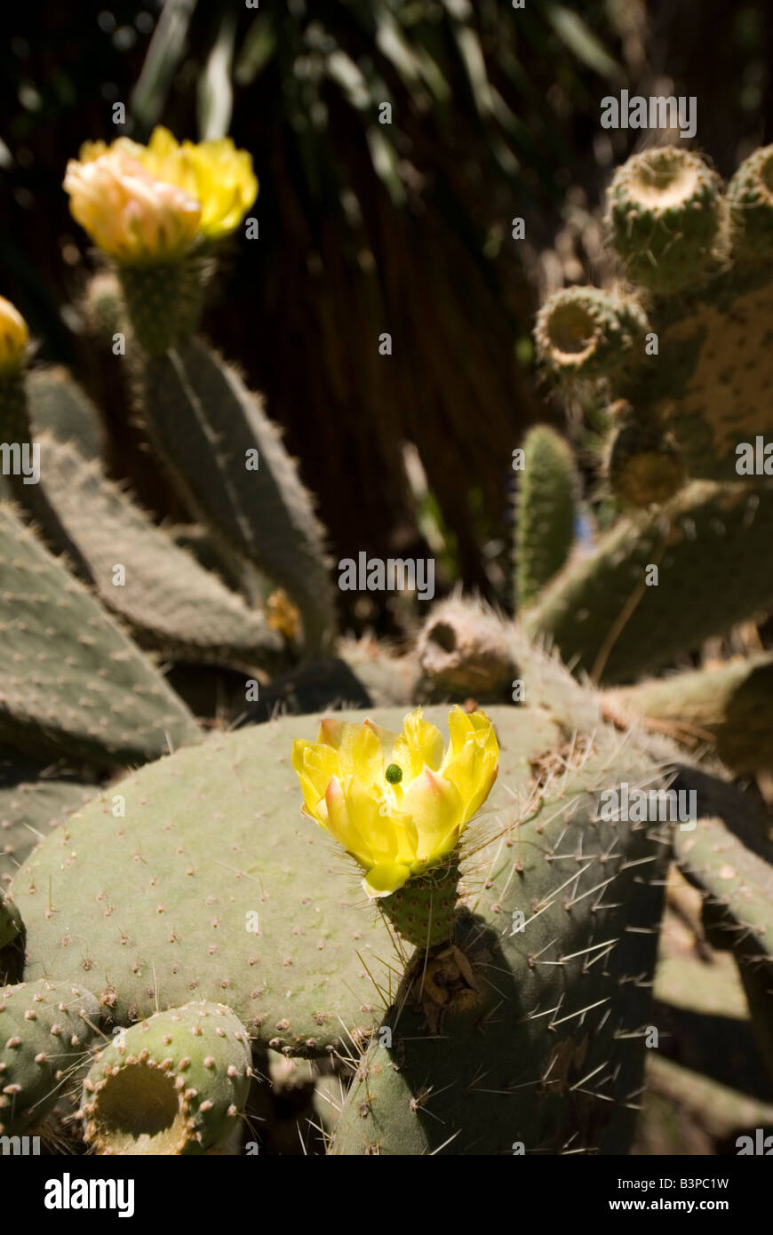 Fioritura di piante di cactus nel giardino botanico o Jardi Botanic in Valencia Spagna Foto Stock