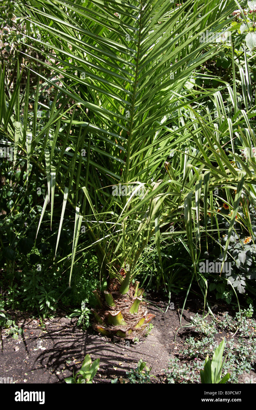 Isola Canarie Data Palm, Phoenix canariensis, Arecaceae. Isole Canarie Foto Stock