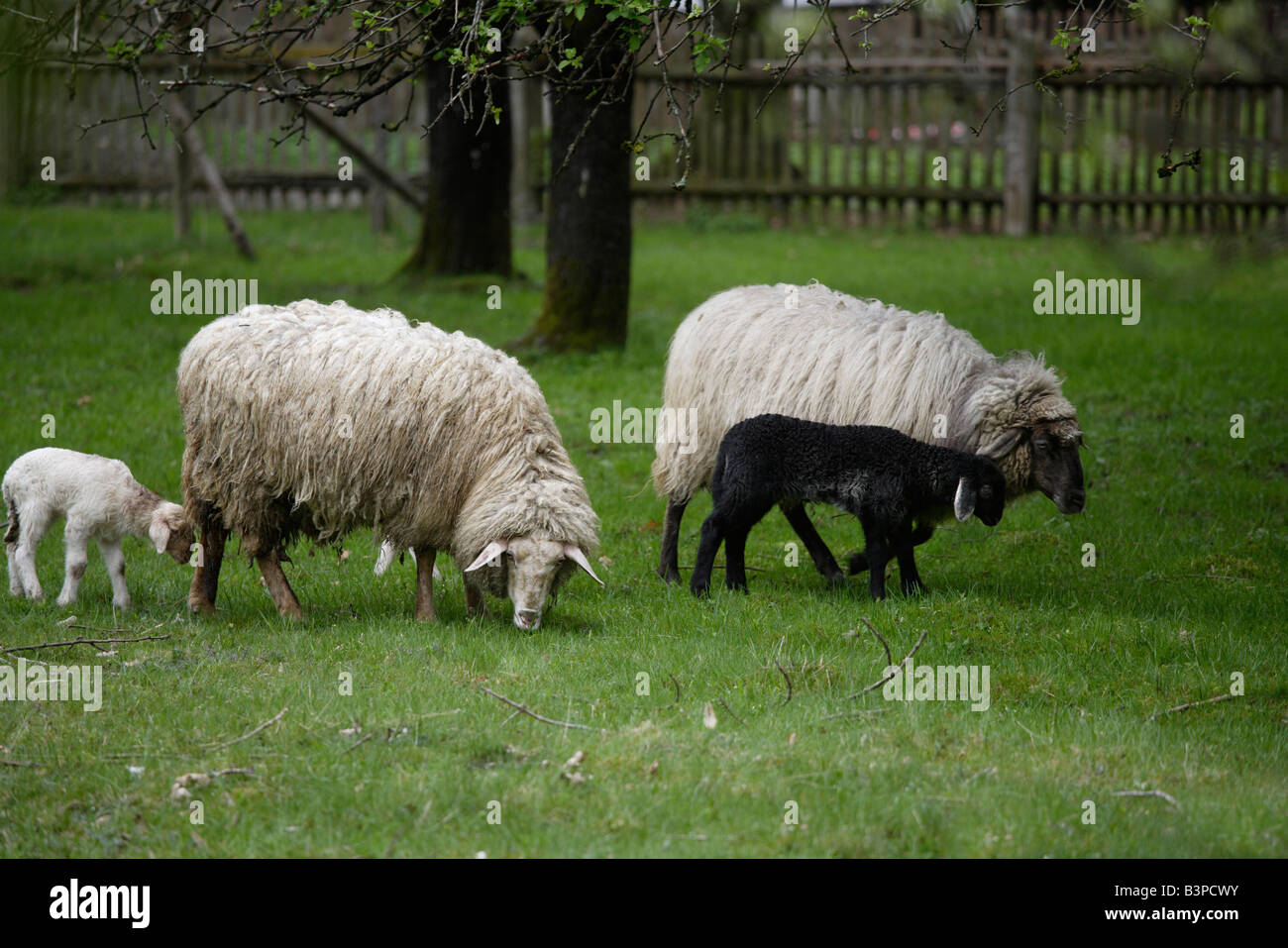 In Germania, in Baviera, Ebenhausen, pecore (Ovis orientalis aries), femmine, agnelli e capretti Foto Stock