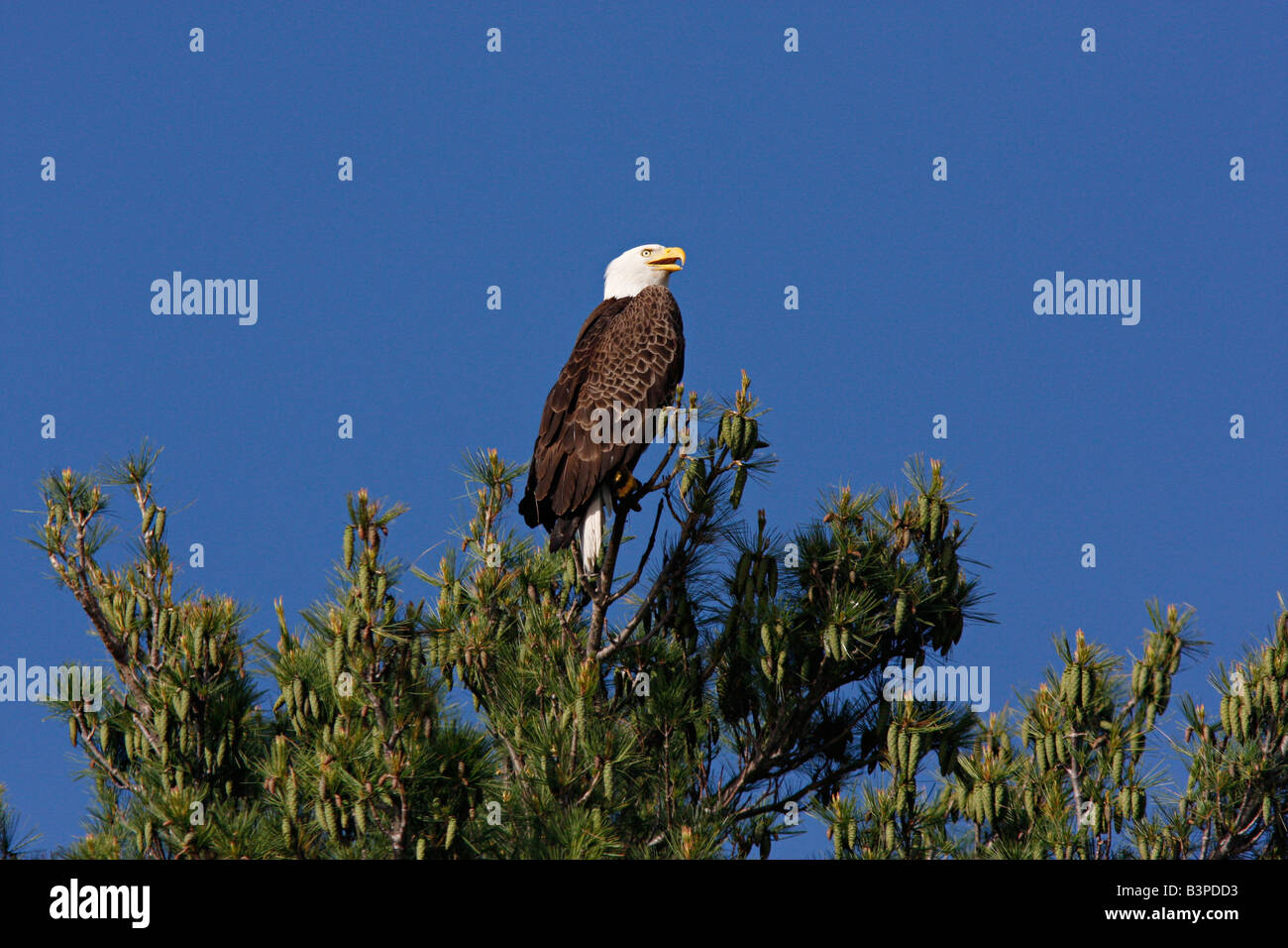 Aquila calva arroccato su un bianco pino Foto Stock