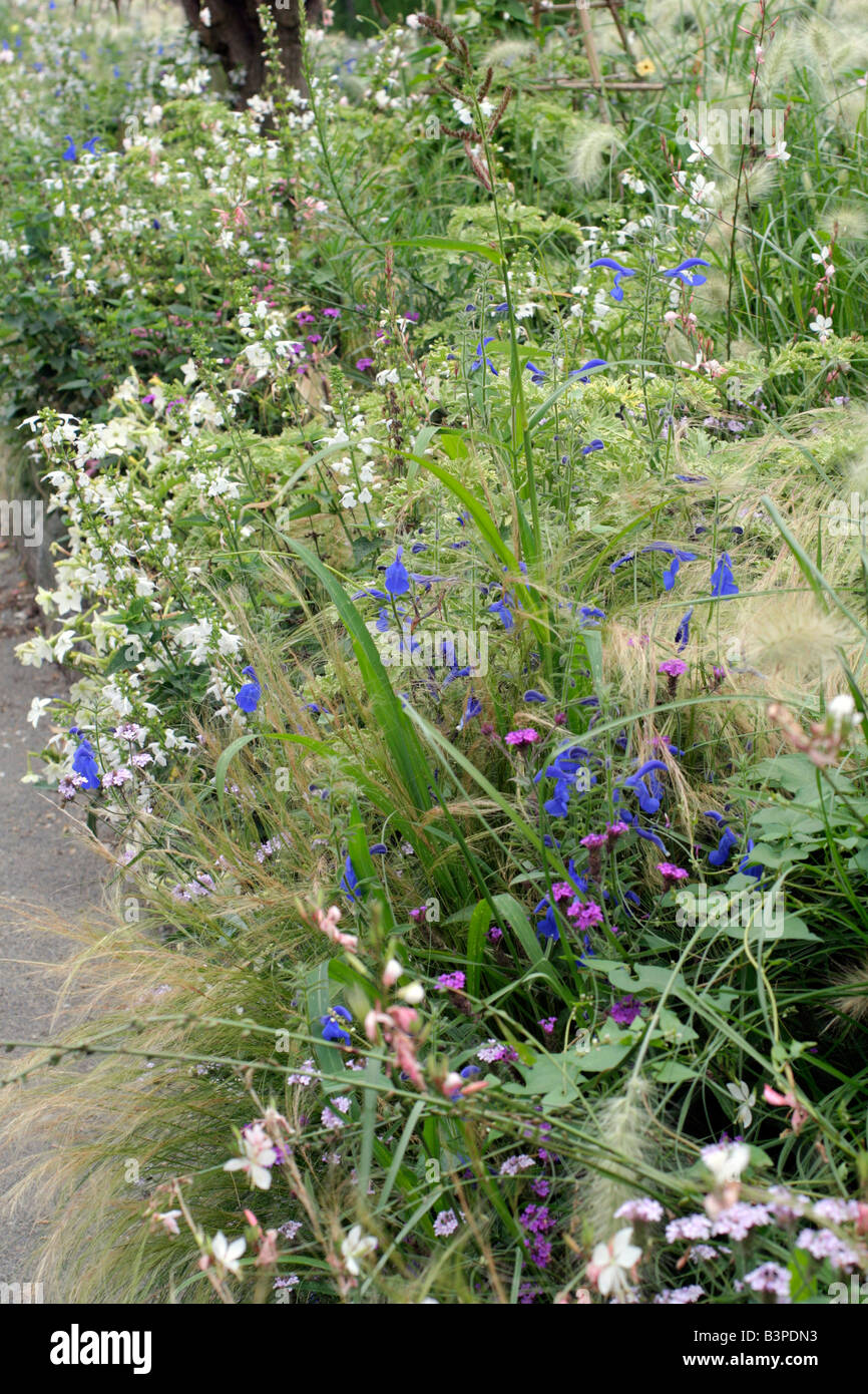 Omaggio comunale impianti presso il St James manche 50 utilizzando GAURA LINDHEIMERI SALVIA PATENS PENNISETUM VILLOSUM NICOTIANA Foto Stock