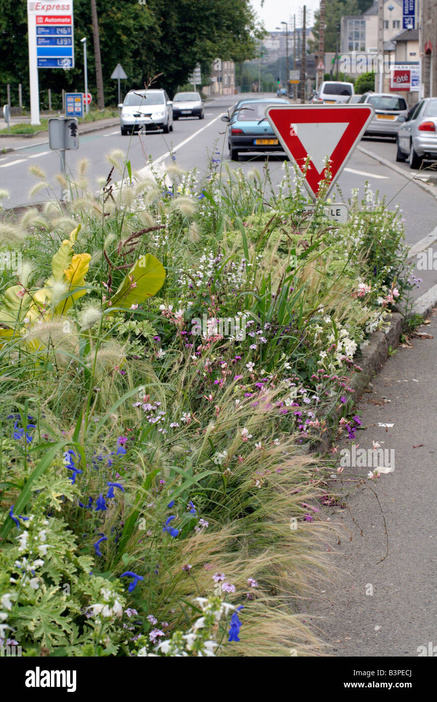 Omaggio comunale impianti presso il St James, Manche 50 utilizzando GAURA LINDHEIMERI SALVIA PATENS PENNISETUM VILLOSUM NICOTIANA X SANDERA Foto Stock