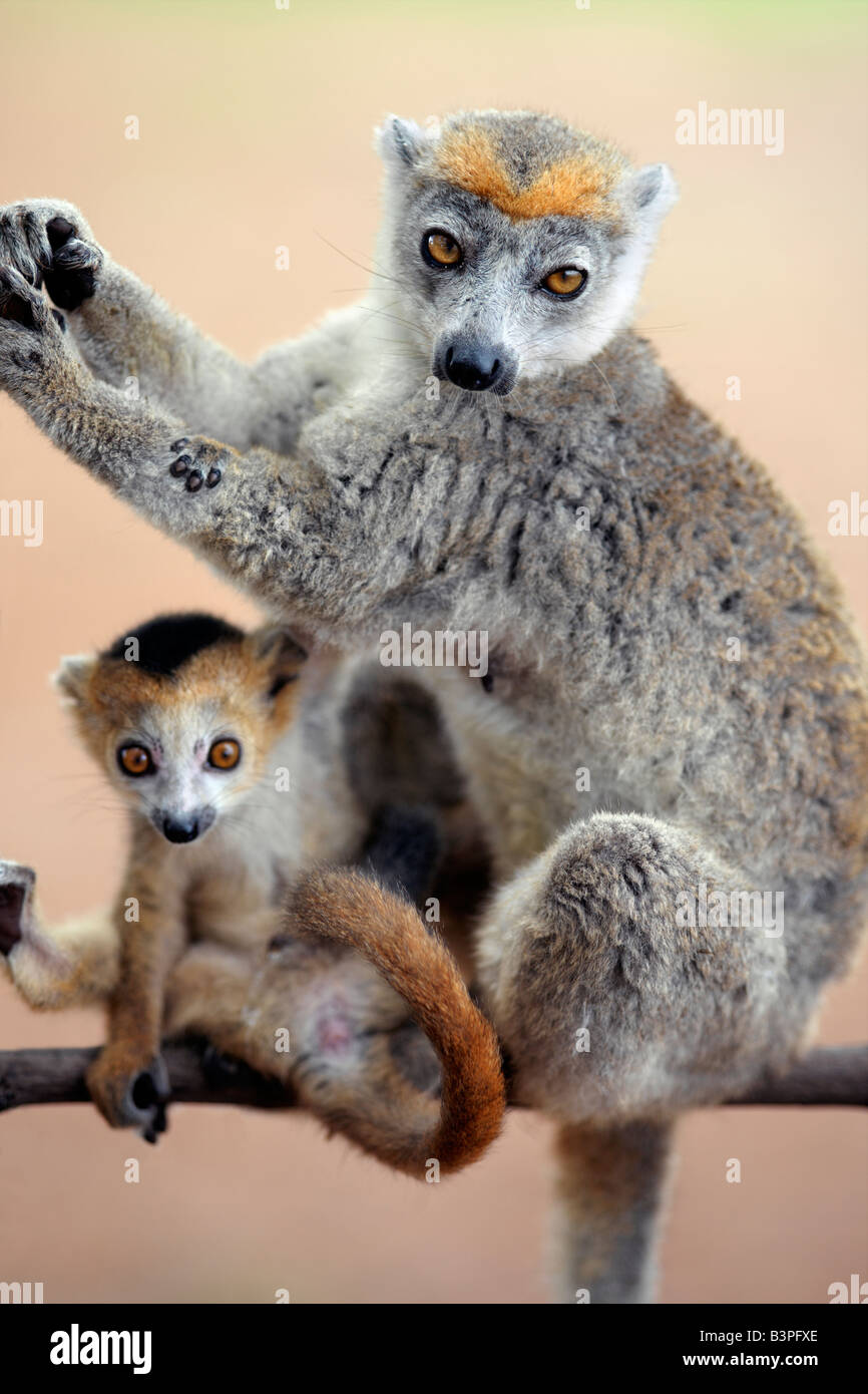 Madagascar settentrionale, una femmina di lemure incoronata e la sua progenie maschio (il Eulemur coronatus) nei pressi di Antsiranana (ex Diego Suarez). Questi lemuri sono presenti solo nel nord del Madagascar.lemuri appartengono a un gruppo di primati chiamato prosimians, il significato di "prima di scimmie". In tutto il mondo ad eccezione del Madagascar, scimmie li hanno sostituiti 35 milioni di anni fa. Il Madagascar ha eccellente biodiversità; la maggior parte della sua flora e fauna uniche per l'isola e può essere trovato in nessun altro luogo. Foto Stock