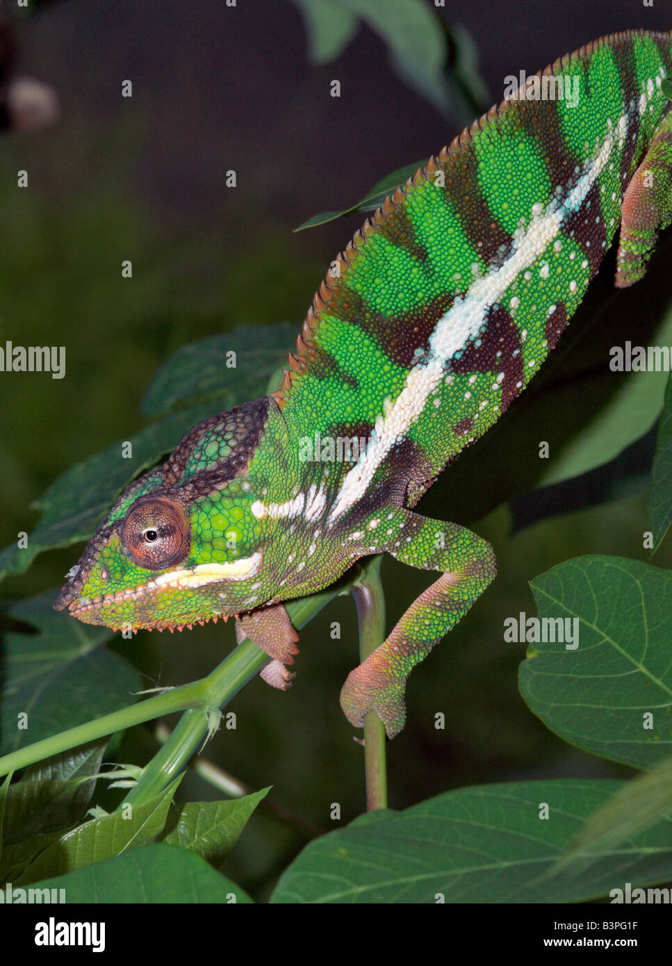 Madagascar settentrionale, Antsiranana (Diego Suarez). Un maschio di panther chameleon (Furcifer padalis) in non-allevamento colori.Il Madagascar è sinonimo di questi magnifici del vecchio mondo rettili. I due terzi di tutte le specie conosciute sono nativi per l'isola, la quarta più grande del mondo. Un camaleonte la capacità di cambiare colore e ruotare i suoi occhi 180 gradi rende un rettile di notevole fascino.il popolo malgascio di puntare soltanto a un camaleonte con un fuso a snodo. Se inavvertitamente utilizzare un dito teso, essi deve soffiare su di esso in seguito. Foto Stock