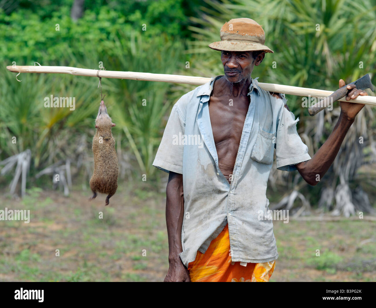 Madagascar settentrionale, Irodo. Un malgascio con un uomo (tenrec Tenrec ecaudatus). La carne di questo mammifero primitivo, endemica del Madagascar, è una vera e propria prelibatezza tra la popolazione locale.La famiglia Tenrecinae consiste di 24 specie diverse. Ecaudatus non è solo il più grande di questi ma anche la più grande insectivore nel mondo. Foto Stock