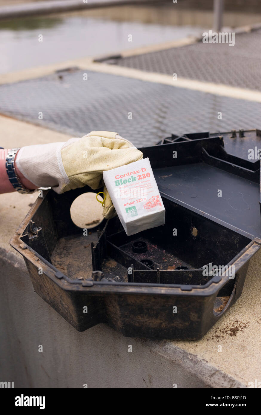Un sterminatore equipaggia un rat trap con veleno di ratto, Germania, Europa Foto Stock