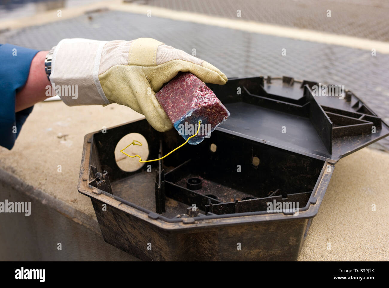 Un sterminatore equipaggia un rat trap con veleno di ratto, Germania, Europa Foto Stock