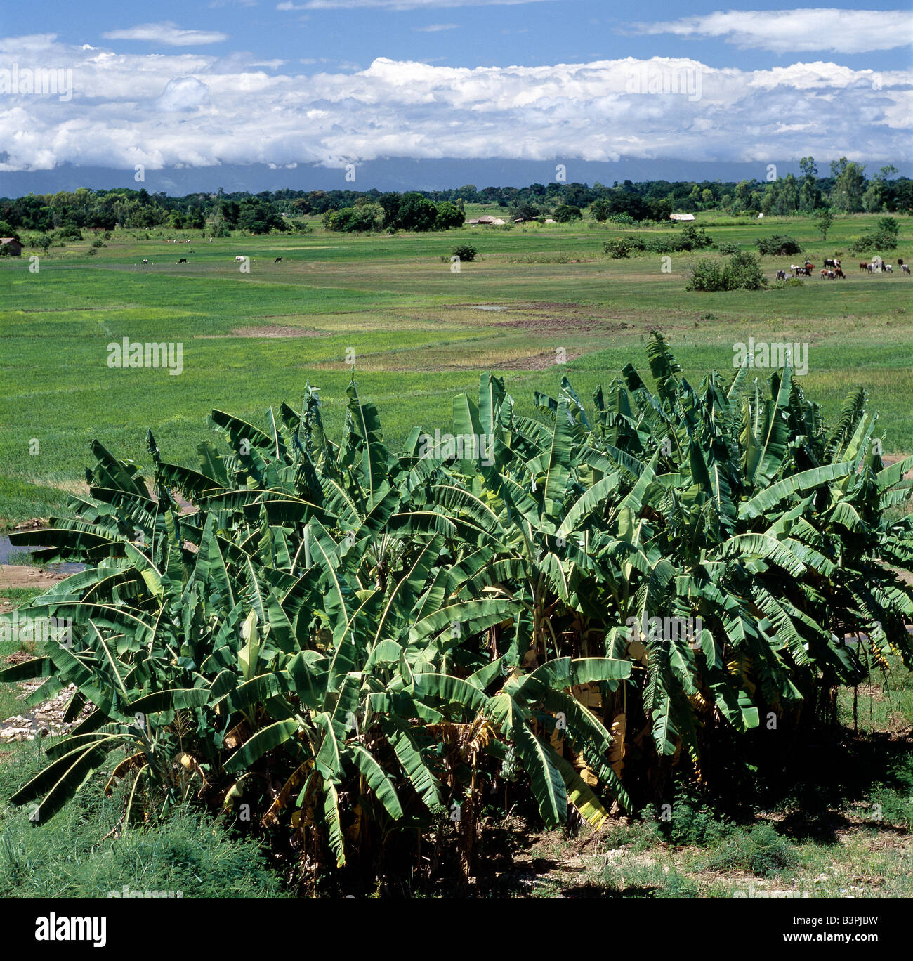 Il Malawi, Karonga, nord del Malawi. Risaie e boschetti di banana a nord-ovest del lago Malawi con le montagne di Livingstone nel Foto Stock