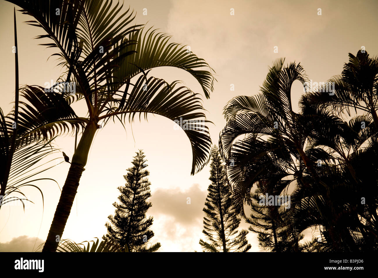 Palme al tramonto, St Lucia, 'West Indies', dei Caraibi Foto Stock