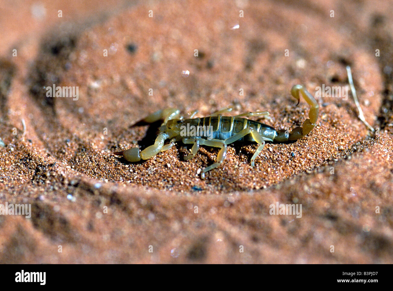 Scorpion (Scorpiones), Tok Tokkie Trail, NamibRand Riserva Naturale, Namibia, Africa Foto Stock