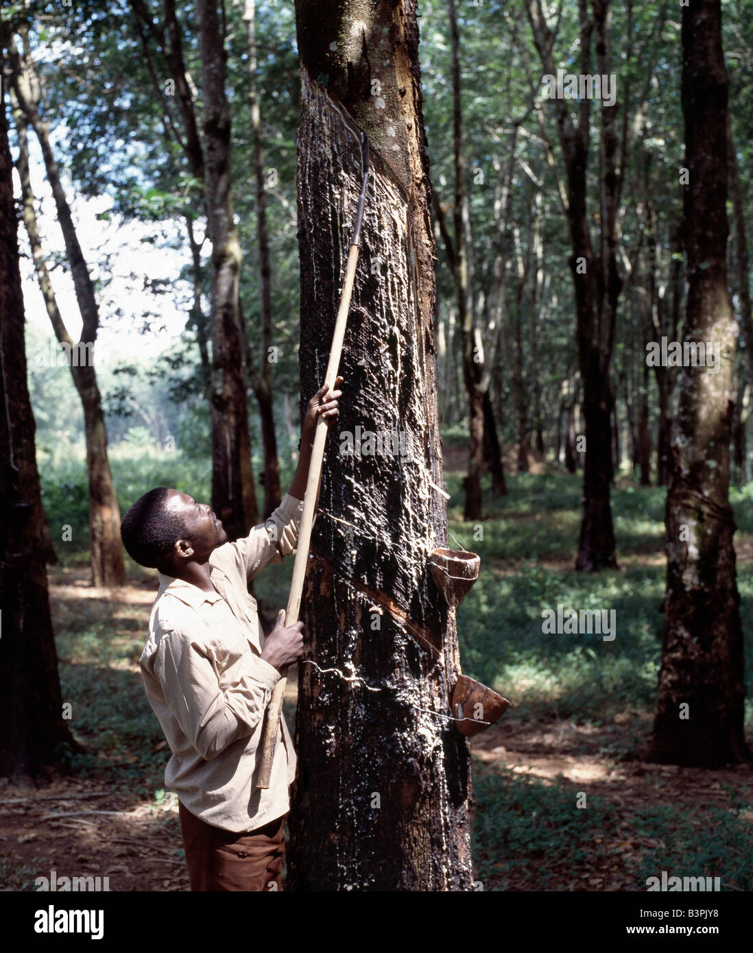 Il Malawi, Nkhata Bay, a nord del Malawi. La maschiatura di gomma al Mandala tenute in gomma, vicino a Nkhata Bay sulle rive del Lago Malawi. . Foto Stock