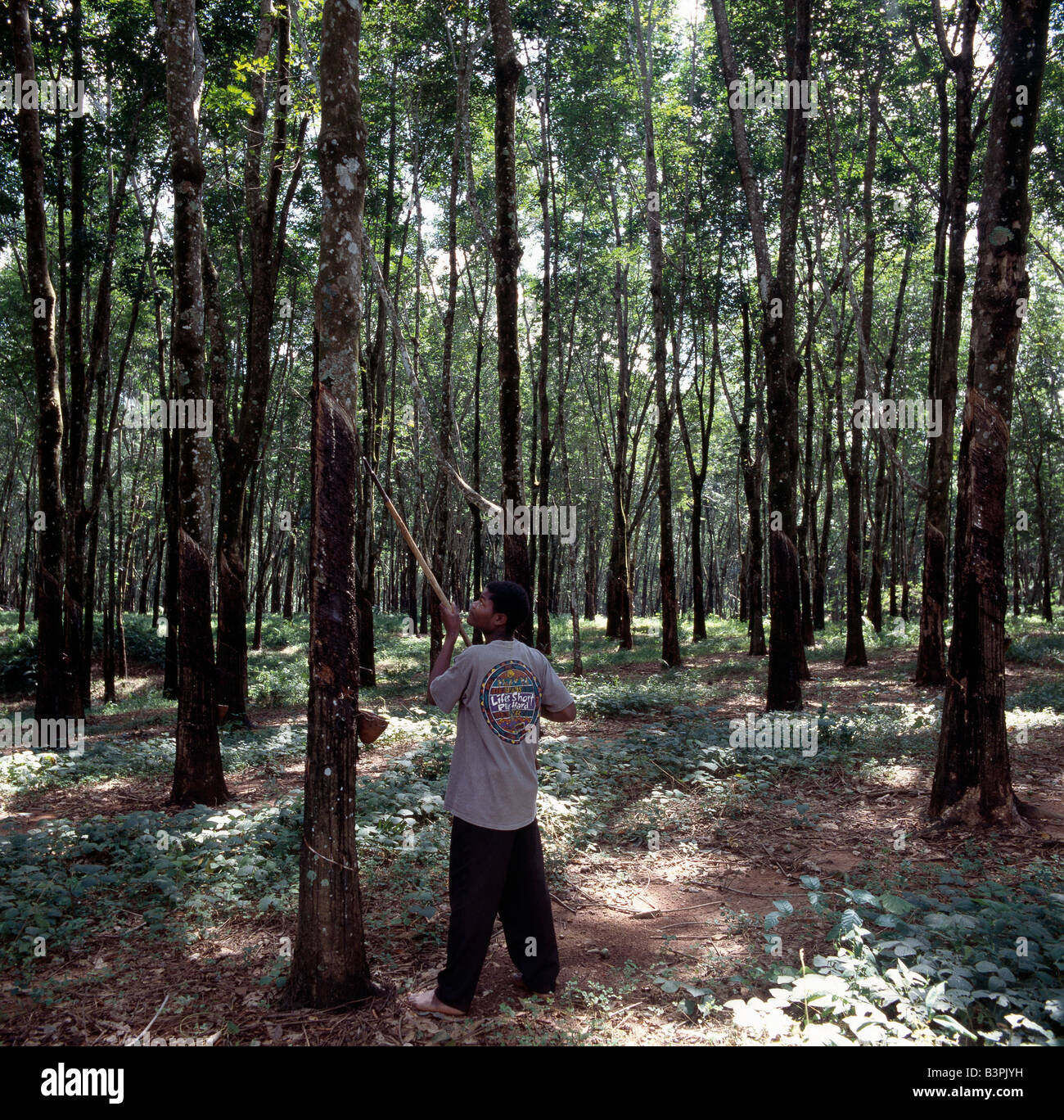 Il Malawi, Nkhata Bay, a nord del Malawi. La maschiatura di gomma al Mandala tenute in gomma, vicino a Nkhata Bay sulle rive del Lago Malawi. . Foto Stock