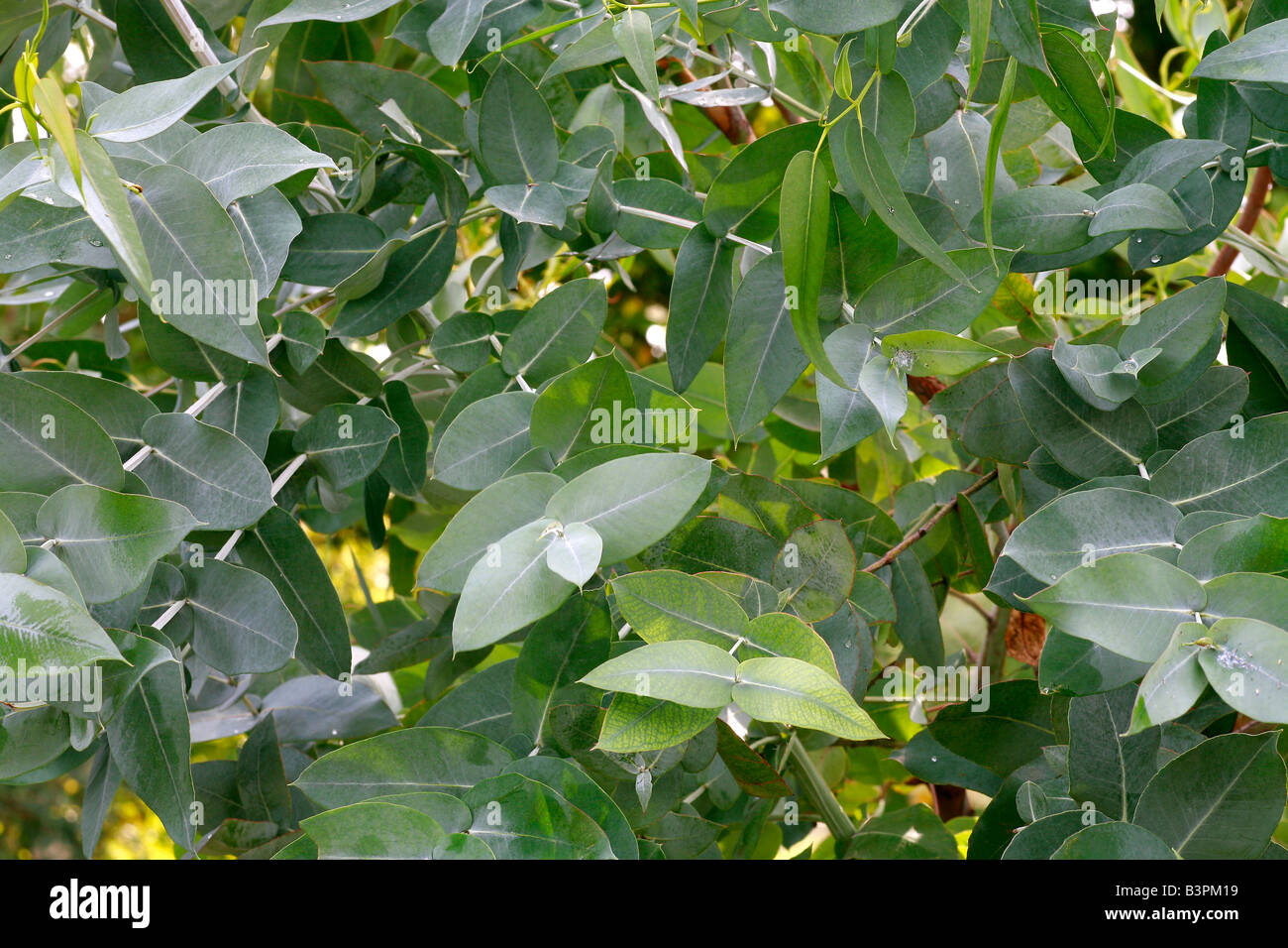 Eucalyptus globulus Foto Stock