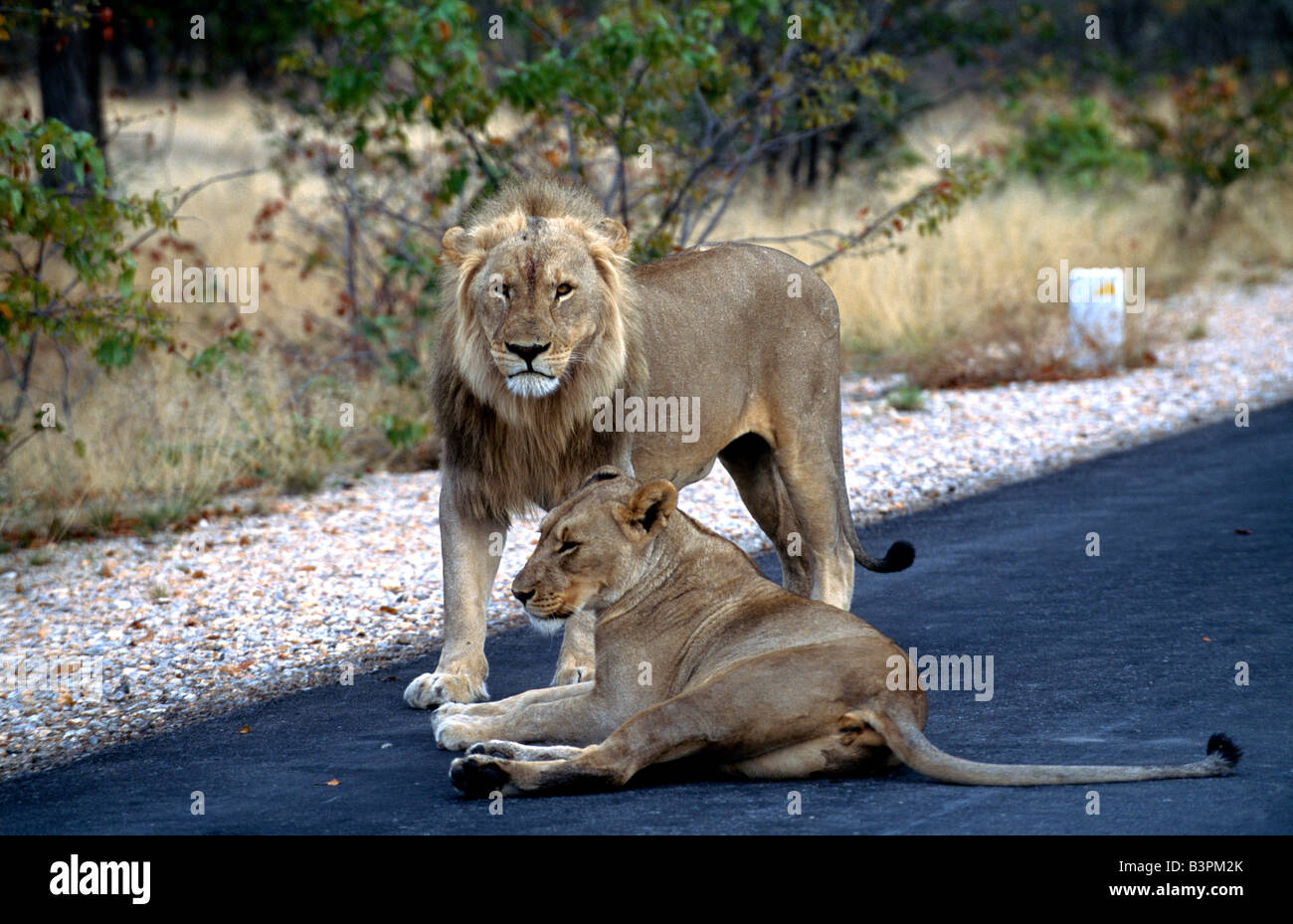 I Lions (Panthera leo) su una strada nel Parco Nazionale di Etosha, Namibia, Africa Foto Stock