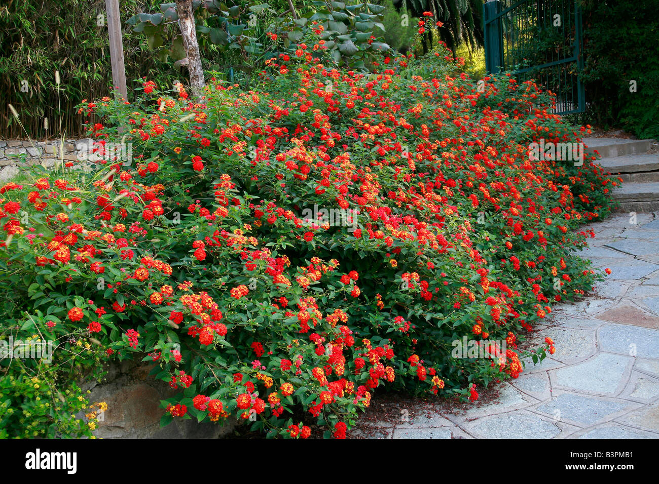 Lantana camara 'radiazioni Foto stock - Alamy