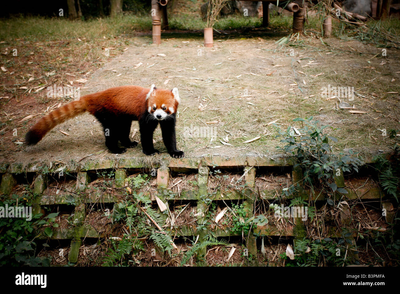 Panda rosso Foto Stock