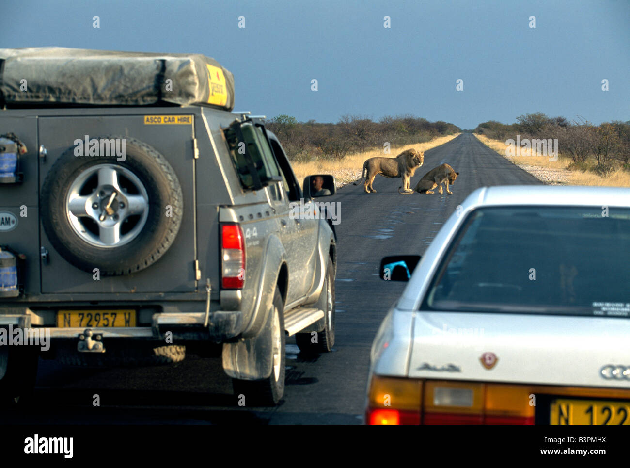 I Lions (Panthera leo) arrestare il traffico nel Parco Nazionale di Etosha, Namibia, Africa Foto Stock