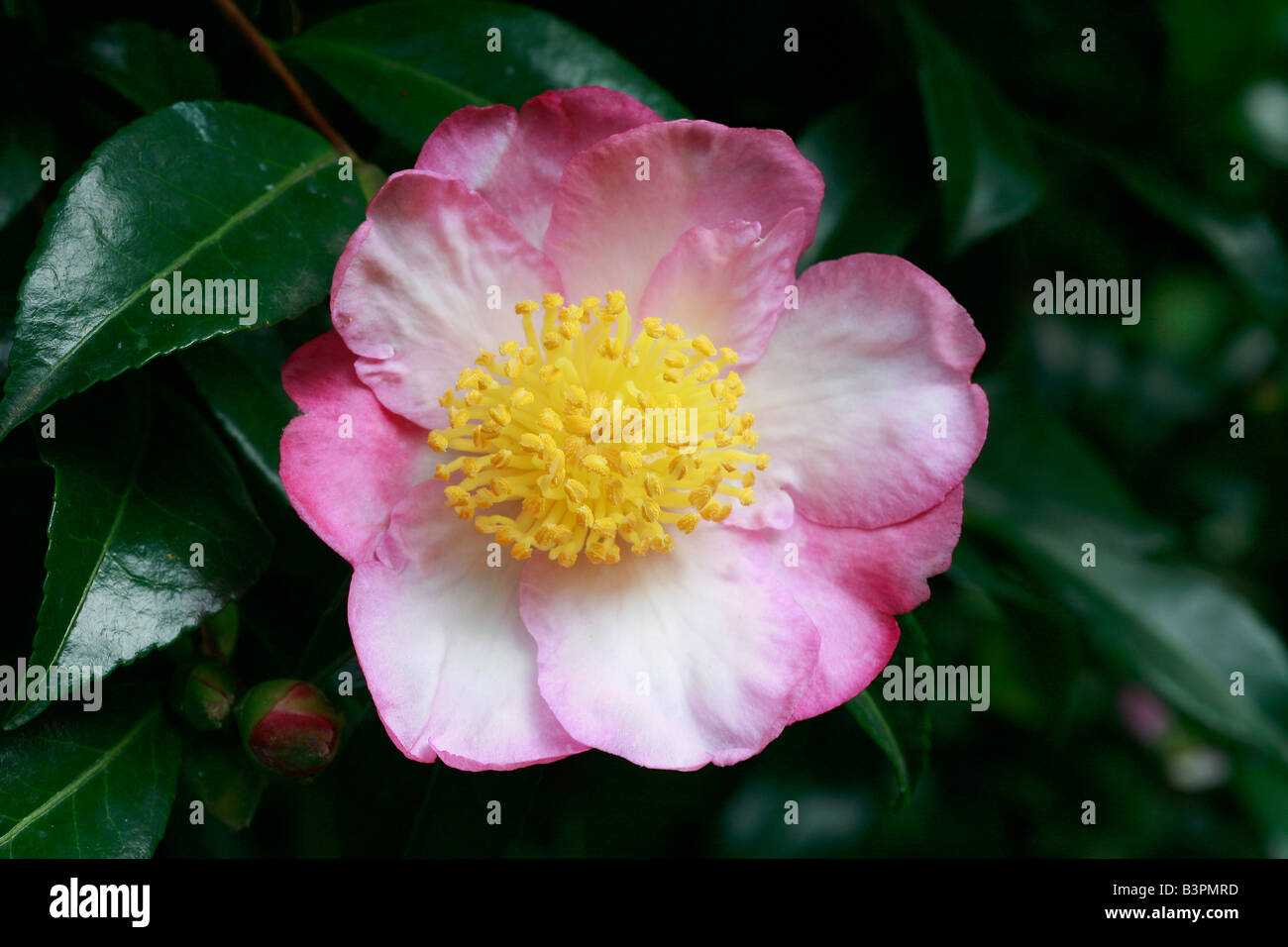 Camelia sasanqua 'Narumi-Gata' Foto Stock