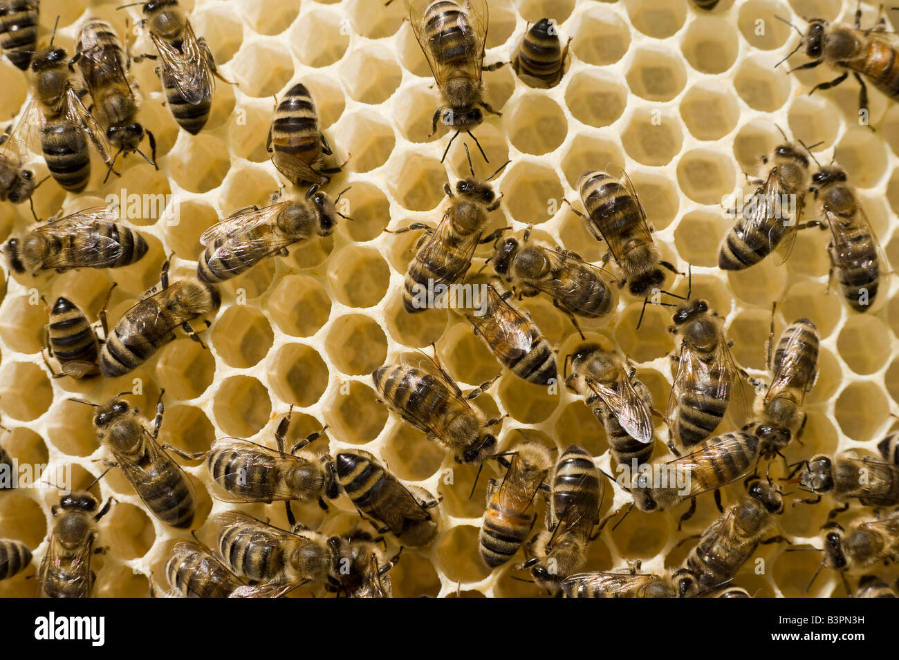 Le api (Apis melifera carnica) in un alveare Foto Stock