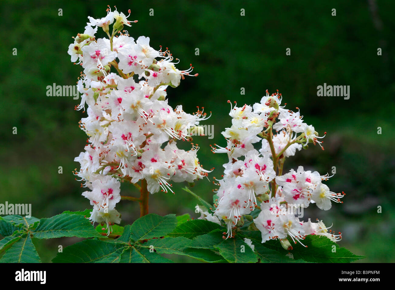 Aesculus hippocastanum Foto Stock