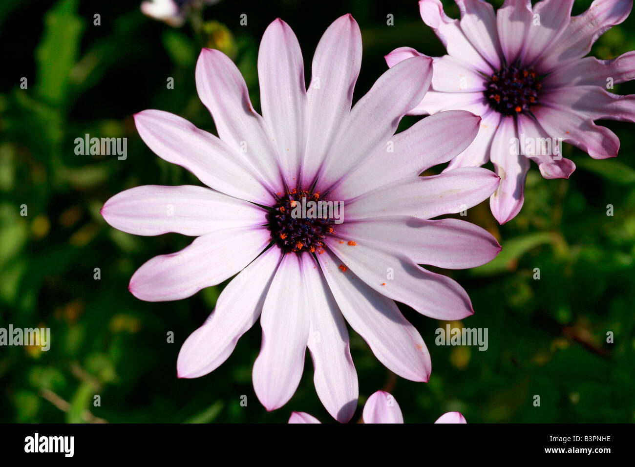 Osteospermum 'Whirligig' Foto Stock