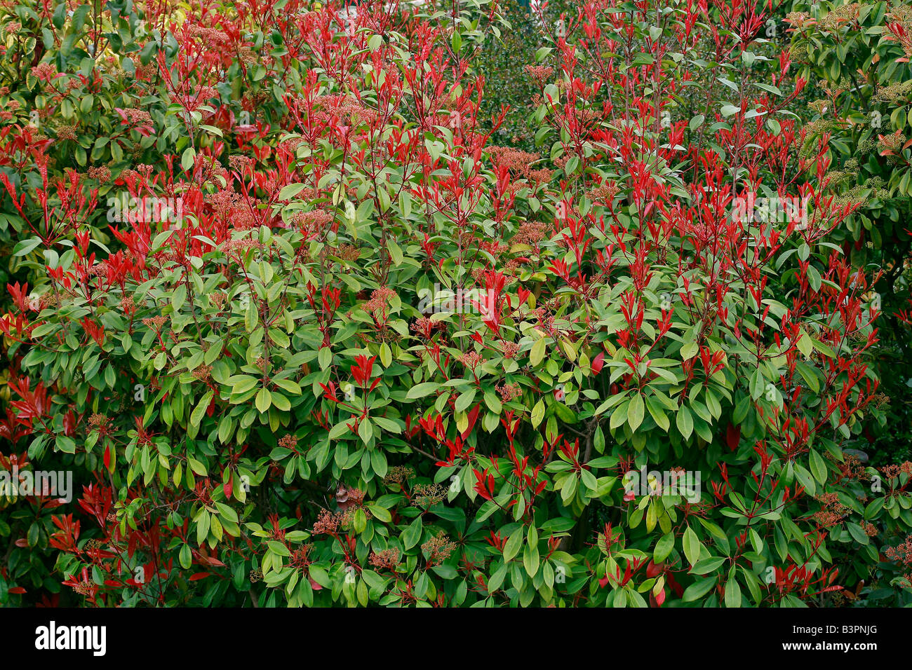 Photinia glabra "rubens" Foto Stock