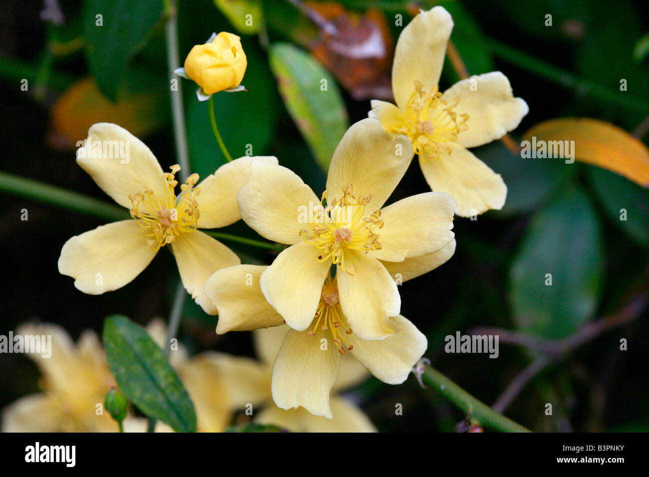 Rosa banksiae lutescens "" Foto Stock