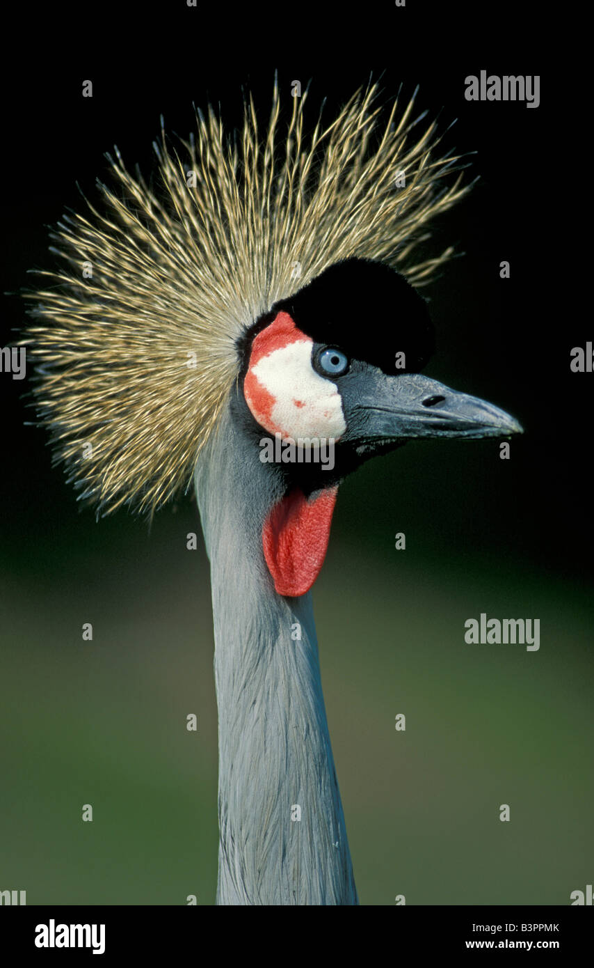 Grey Crowned Crane (Balearica regulorum), Adulto, Serengeti National Park, Tanzania, Afrca Foto Stock