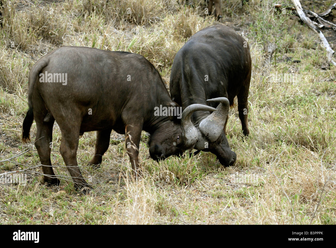 Due Paesi africani di bufala o bufali del capo (Syncerus caffer), adulti, combattimento, Sabi Sand Game Reserve, Sud Africa Foto Stock