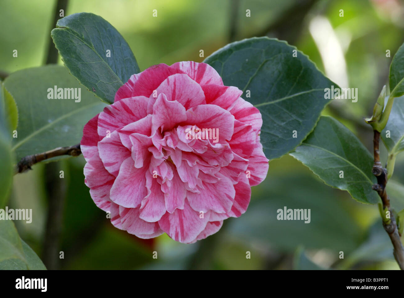Japanese Camellia (Camellia japonica), Blossom Foto Stock