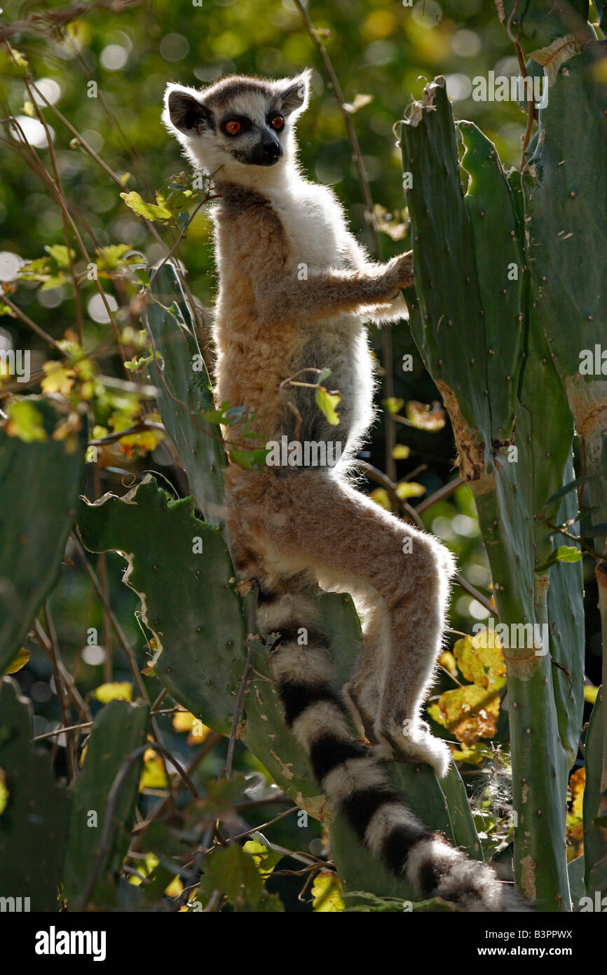 Anello-tailed Lemur (Lemur catta), Adulto, su un cactus, Berenty Game Reserve, Madagascar, Africa Foto Stock