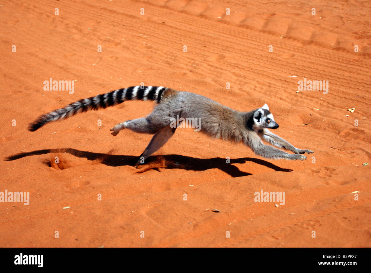 Anello-tailed Lemur (Lemur catta), Adulto, esecuzione Berenty Game Reserve, Madagascar, Africa Foto Stock