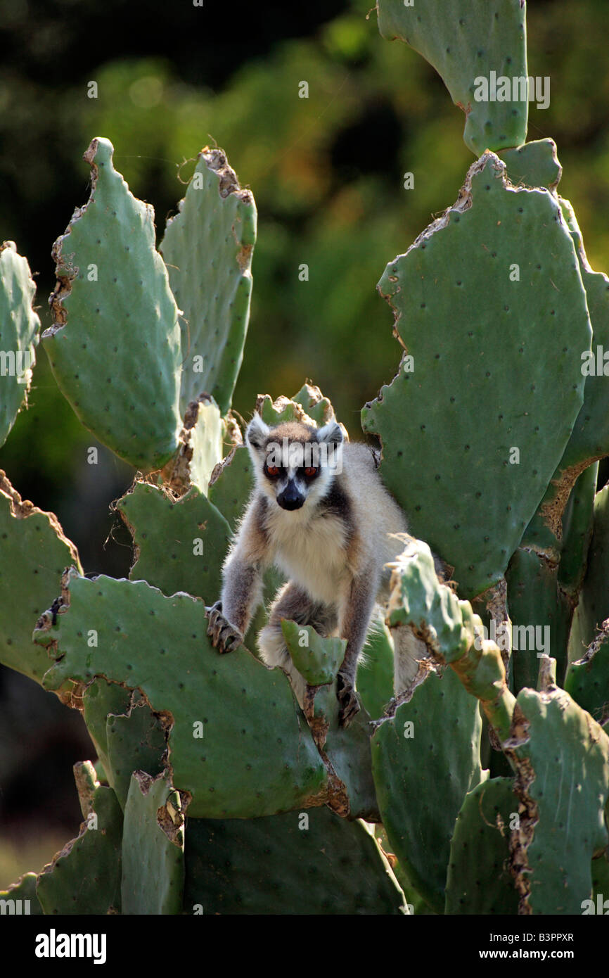 Anello-tailed Lemur (Lemur catta), Adulto, su un cactus, Berenty Game Reserve, Madagascar, Africa Foto Stock