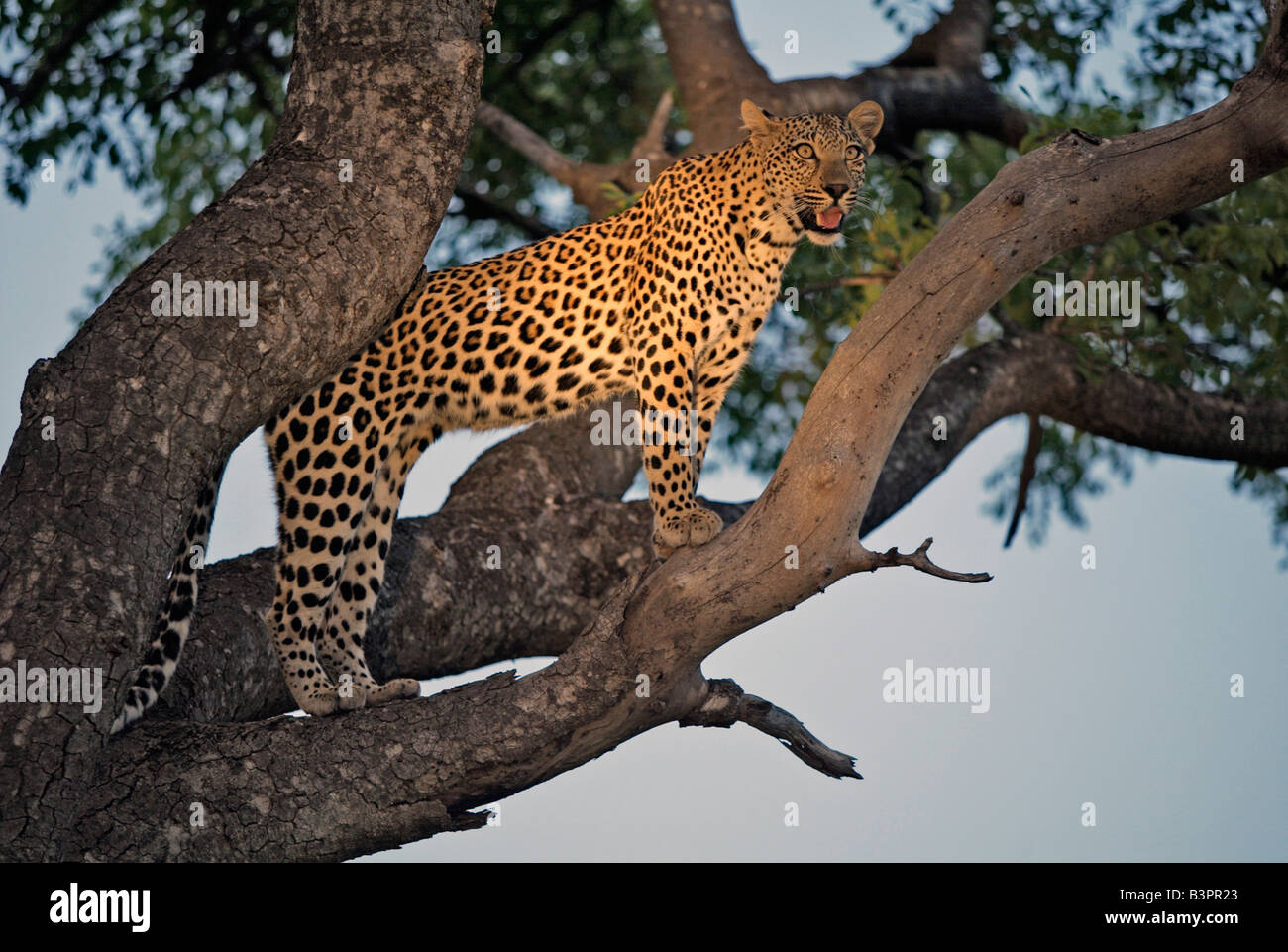 Leopard (Panthera pardus), femmina, su un albero, Sabi Sand Game Reserve, Sud Africa Foto Stock