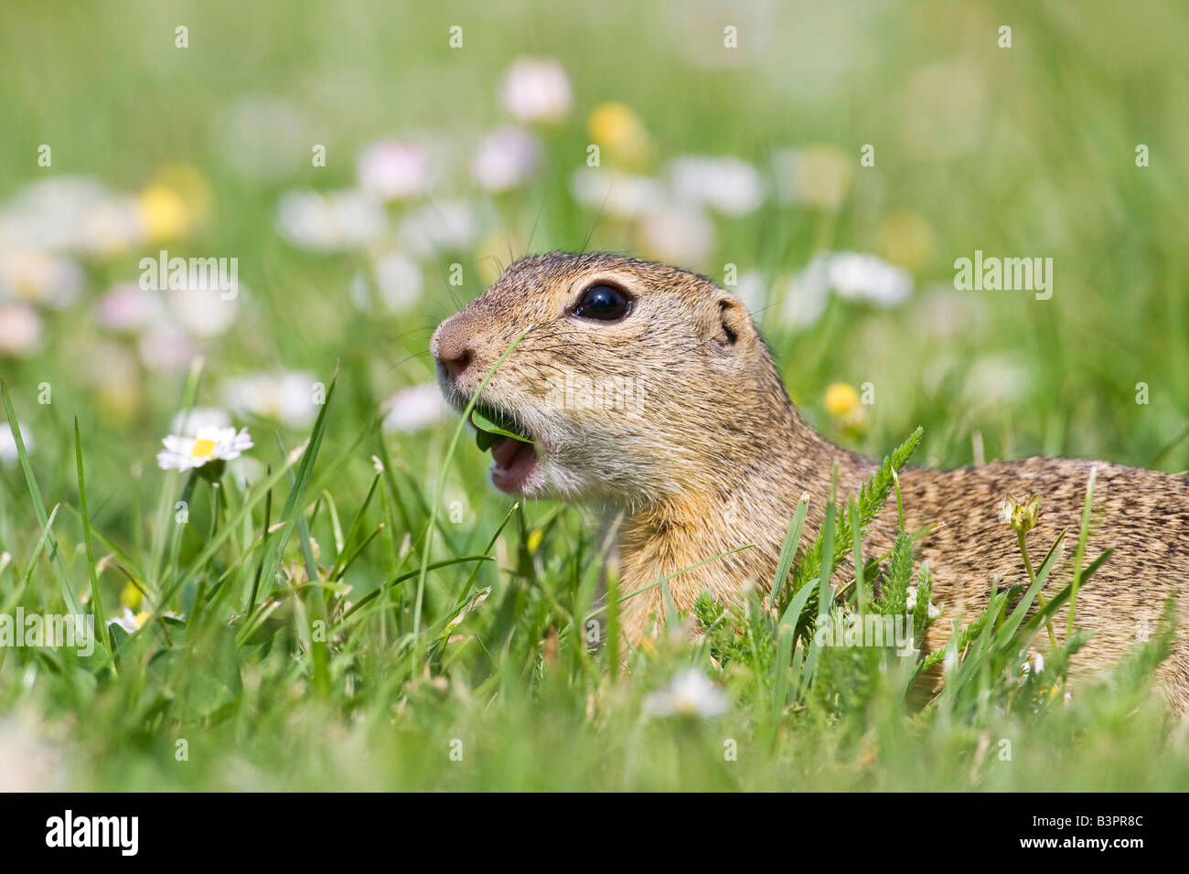 Terreno europeo o scoiattolo Souslik europeo (Spermophilus citellus) mangiando una lama di erba, lago Neusiedler See, Austria, Europa Foto Stock